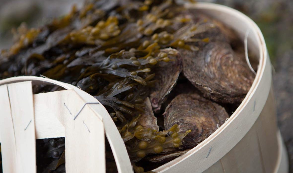 Basket of Galway Native Oysters