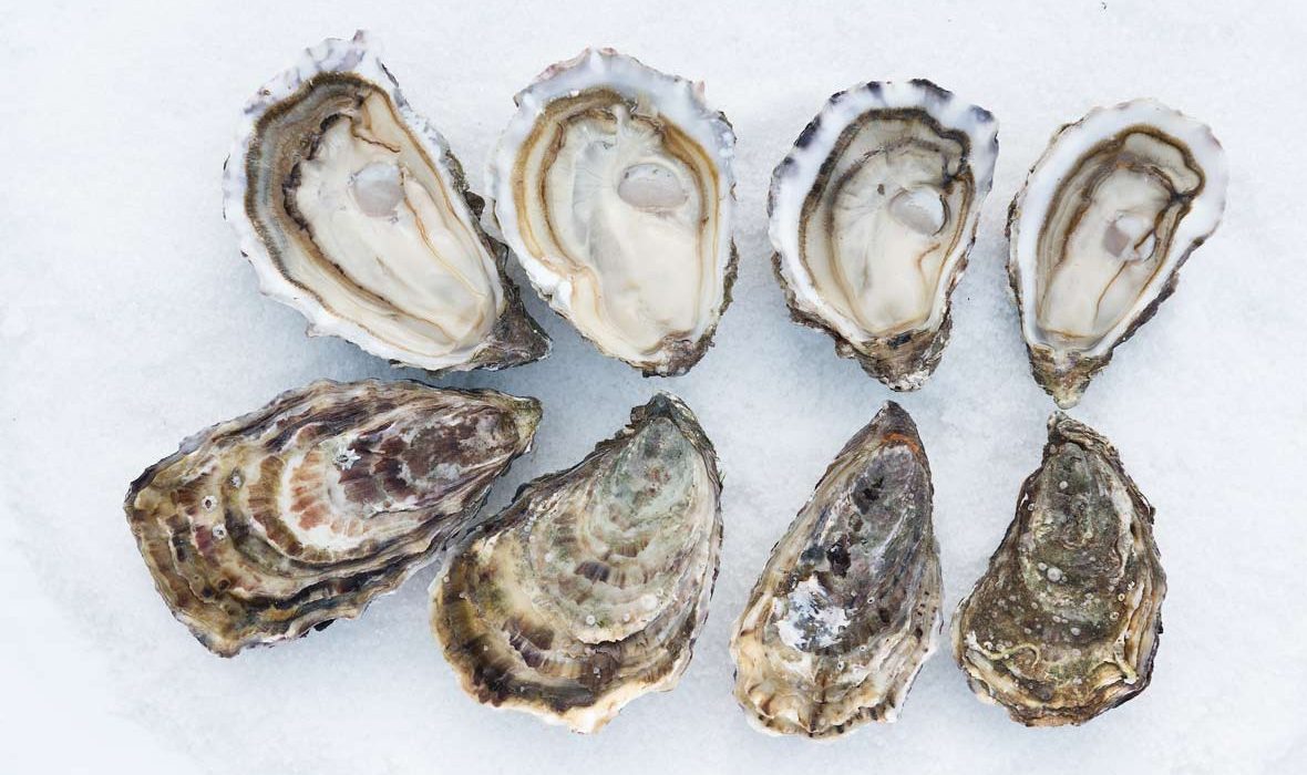 Andrew Kelly's Oyster