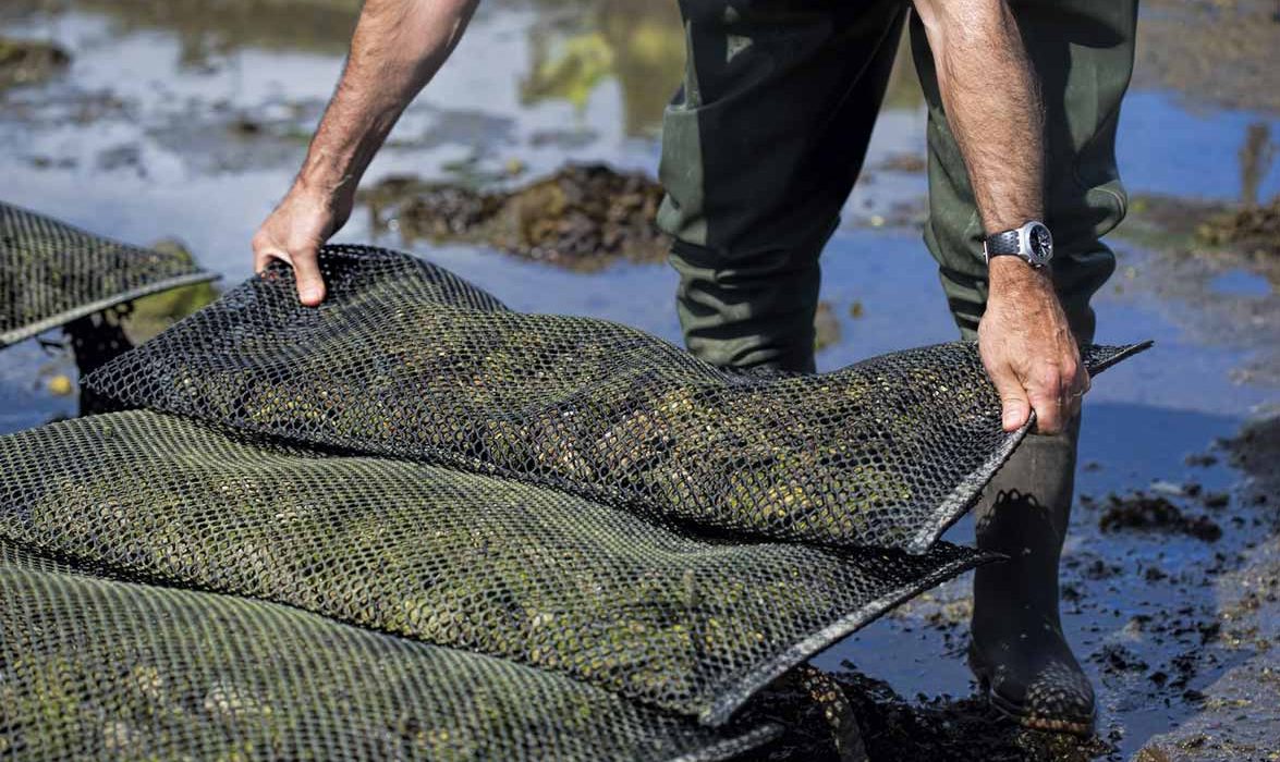 Oyster bags