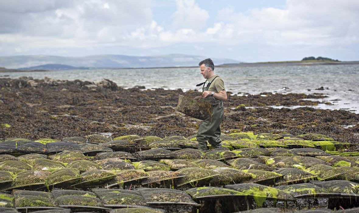 Kelly Oysters Farm