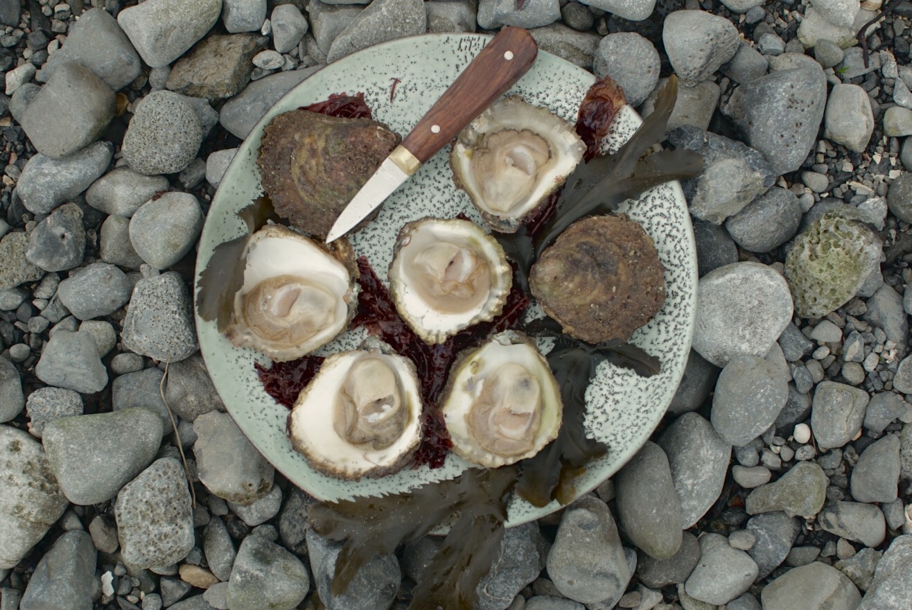 Native Oyster Season comes to a close Kelly Oysters Ireland