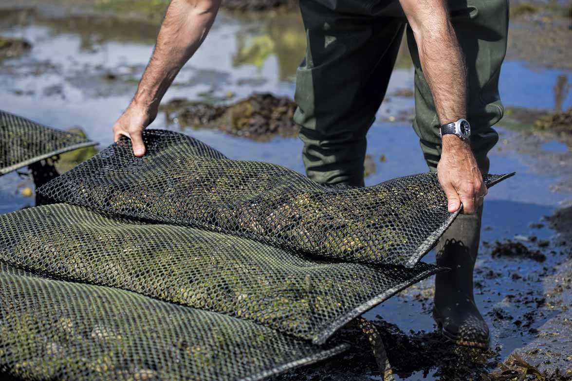 Bagged-Oysters