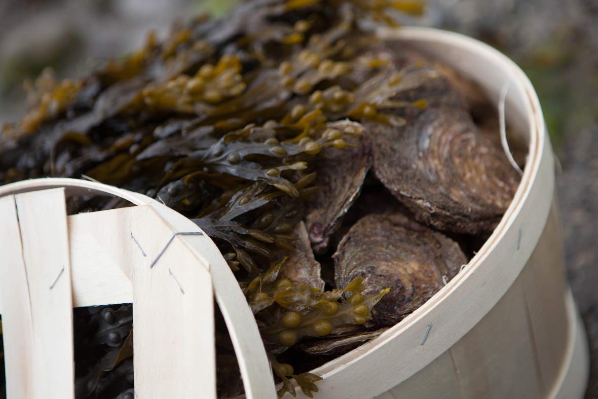 Basket of Wild Native Oysters