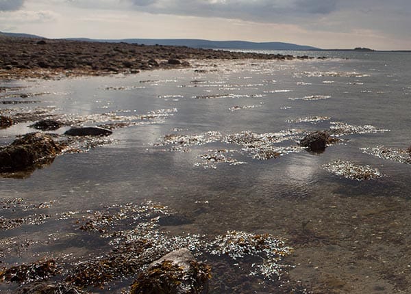Oyster Bed