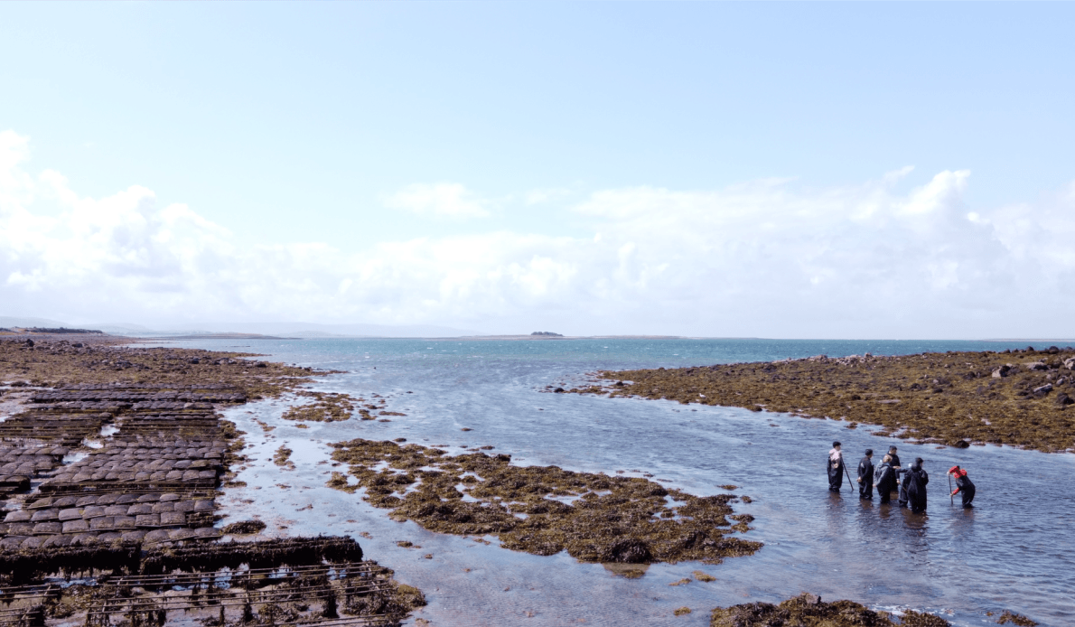 Kelly Oysters Harvest Experience